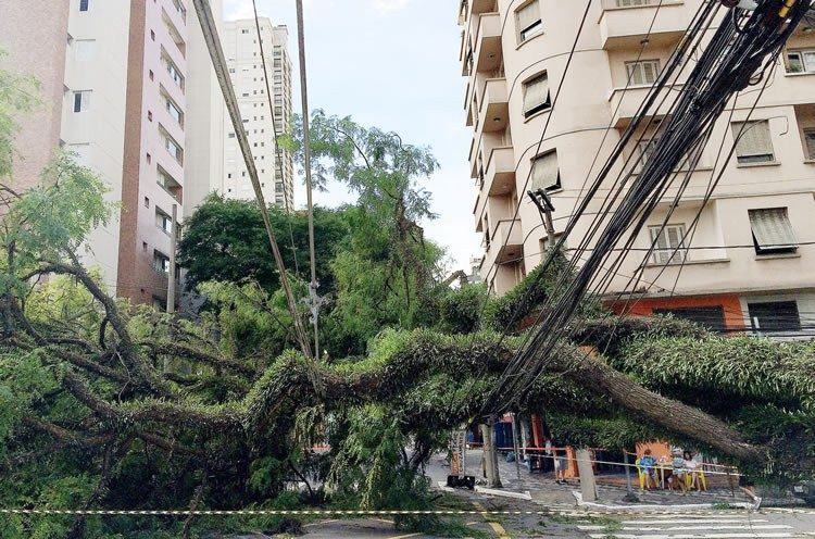 Subiu para 198 o número de árvores derrubadas em razão do forte temporal que atingiu a capital paulista na madrugada de hoje (29). (Foto: Robson Fernandjes / Fotos Públicas