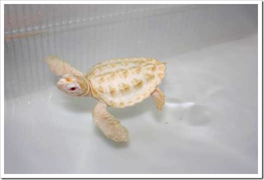 Albinismo é fenômeno raro em tartarugas marinhas e filhotes estão no Tamar para estudo. (Foto: Divulgação)