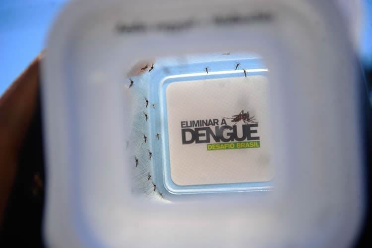 Combater a dengue é um dever de todos. (Fernando Frazão/ Agência Brasil)
