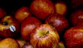 Praga Cydia pomonella foi identificada em maçãs, peras e marmelos da Argentina. (Foto: Arquivo/ABr)