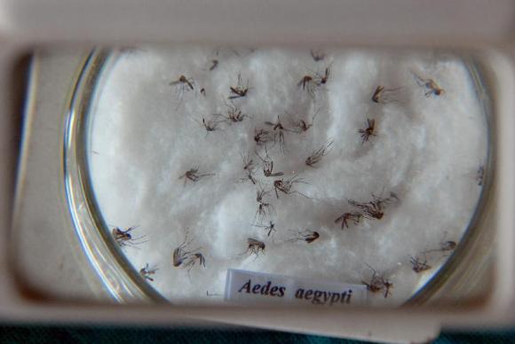 O mosquito da dengue, Aedes aegypti. (Foto: Arquivo/Agência Brasil)