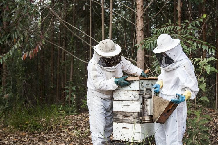 Apiário, montado em parceria com a Syngenta, funcionará como centro de pesquisa e beneficiará cerca de 80 apicultores da região. (Foto: Divulgação/Fibria)