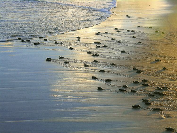 As últimas tartarugas a chegar às praias são a tartaruga pente, em dezembro, e a tartaruga verde, em janeiro. A postura dos ovos ocorre nas praias dos estados da Bahia, Sergipe, Rio Grande do Norte, Espírito Santo e Rio de Janeiro e, a partir de janeiro, em Fernando de Noronha. (Foto: Projeto Tamar/ABr)