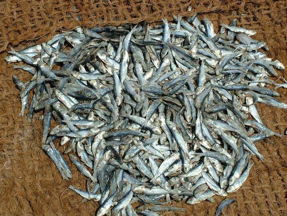 Pesca da sardinha está proibida até fevereiro de 2016. (Foto: Freeimages)