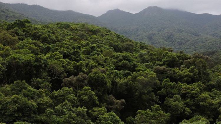 O parque é um dos principais fragmentos florestais de São José, com 2 milhões de metros quadrados de mata atlântica preservada. (Foto: Divulgação/PMSJC)