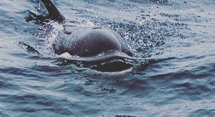 Orca avistada em Ilhabela. (Foto: Divulgação / Instituto Argonauta)