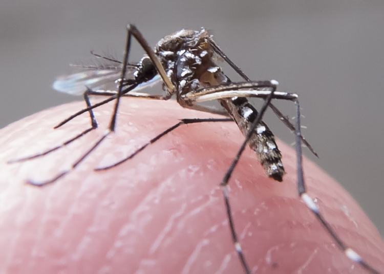 Aedes aegypti. (Foto: Rafael Neddermeyer/ Fotos Públicas