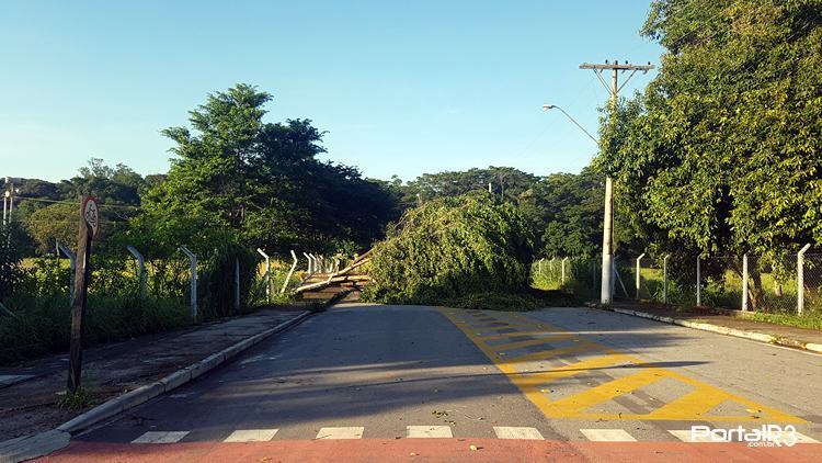Árvore caída na entrada do Parque da Cidade. (Foto: PortalR3)