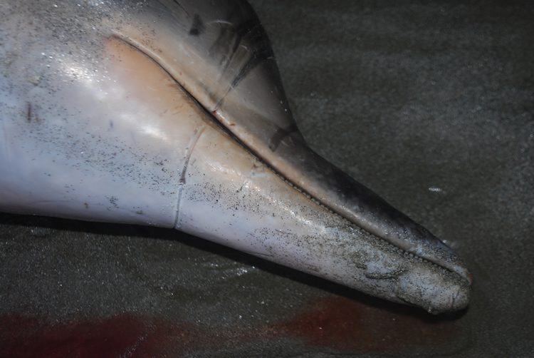 Golfinho foi encontrado morto com marcas de rede de pesca. (Foto: divulgação)