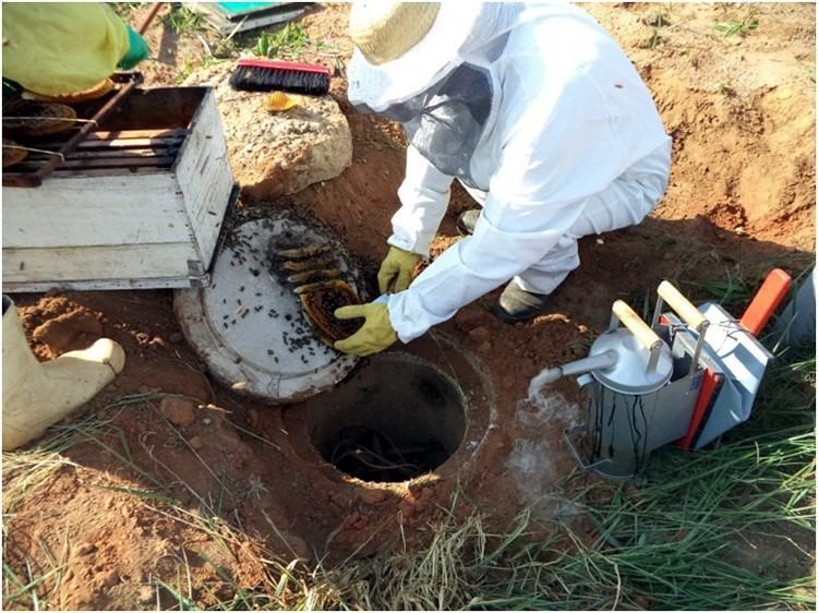 A orientação para os munícipes que encontrarem enxames de abelha é entrar em contato com a Defesa Civil pelos telefones 3643-1084 ou 199, quem preferir pode enviar um e-mail para defesa@pindamonhangaba.sp.gov.br. (Foto: Divulgação/PMP)