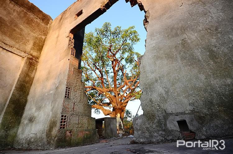 A figueira vista de dentro de parte da construção feita pela família do Português da Figueira. (Foto: Luis Claudio Antunes/PortalR3)