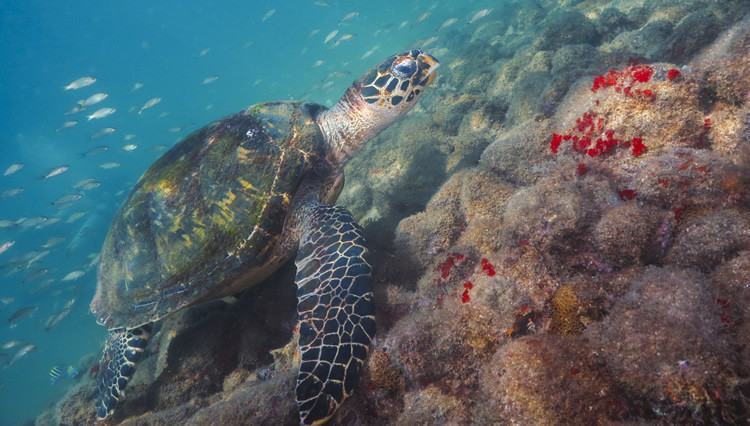 Tartaruga-de-pente na Praia do Portinho, em Ilhabela. (Foto: Thiago Guirardo/Divulgação)