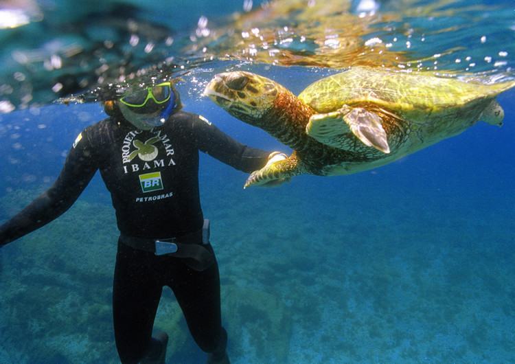 Projeto Tamar é uma referência na preservação das tartarugas marinhas. (Foto: Imprensa/ Agência Petrobras)