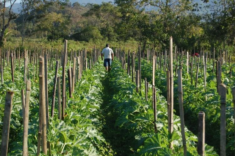 A intenção da oficina é capacitar os agricultores quanto as melhores formas de plantio e dimensionamento de produção, para acesso a programas e novos mercados consumidores. (Foto: Divulgação/PMC)