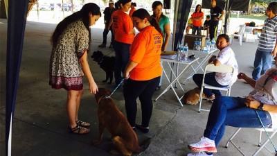 A Feira Municipal de Adoção de Animais contará com 9 filhotes de cão e 7 filhotes de gato em exposição à procura de um lar. (Foto: Divulgação/PMSJC)