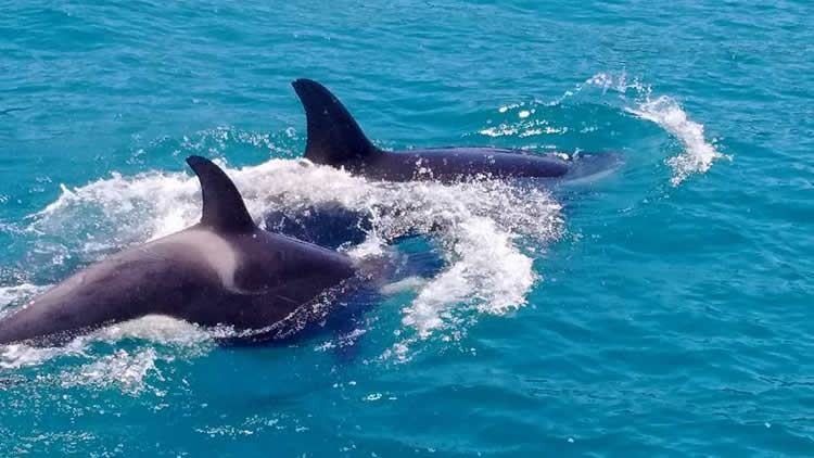 Uma família de orcas foi avistada no litoral norte, próximo a praia Brava, em Ubatuba (SP). Cerca de sete orcas estavam na região nos últimos dias e foram monitoradas pelo Instituto Argonauta. (Foto: Instituto Argonauta)