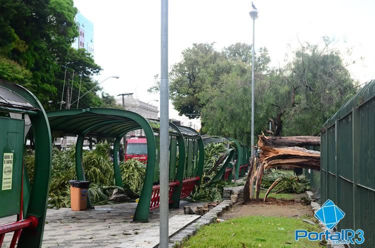 Ponto de ônibus atingido pela árvore. À direita, outra árvore que caiu com o temporal. (Foto: PortalR3)