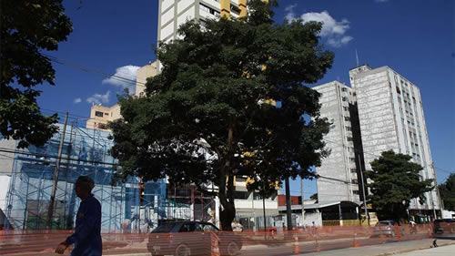 O ipê-roxo entre a Rua Rui Dória e a Avenida São José vai ser integrado à paisagem do Parque Boa Vista, na região norte da cidade. (Foto: Antonio Basilio/PMSJC)