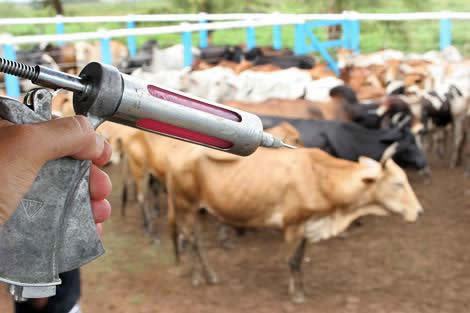 A dica do Departamento de Agricultura da Prefeitura é que o produtor aproveite a vacinação obrigatória contra febre aftosa, durante o mês de maio. (Foto: Divulgação/PMP)