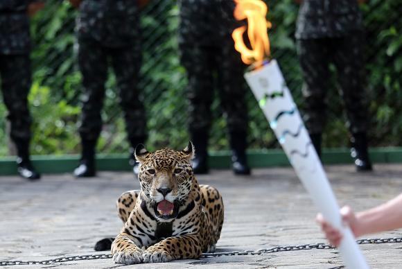 A onça-pintada Juma foi exibida ao lado da Tocha Olímpica durante a passagem do símbolo por Manaus. O animal foi abatido com um tiro de pistola no Centro de Instrução de Guerra na Selva ao tentar escapar do local. (Foto: Ivo Lima/Ministério do Esporte)