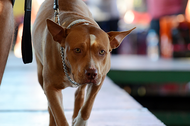 Os proprietários deverão vacinar animais acima de três meses de idade proporcionando a imunização por 12 meses, deste modo, mantendo a saúde do animal diante a este vírus. (Foto: Luis Claudio Antunes/PortalR3)