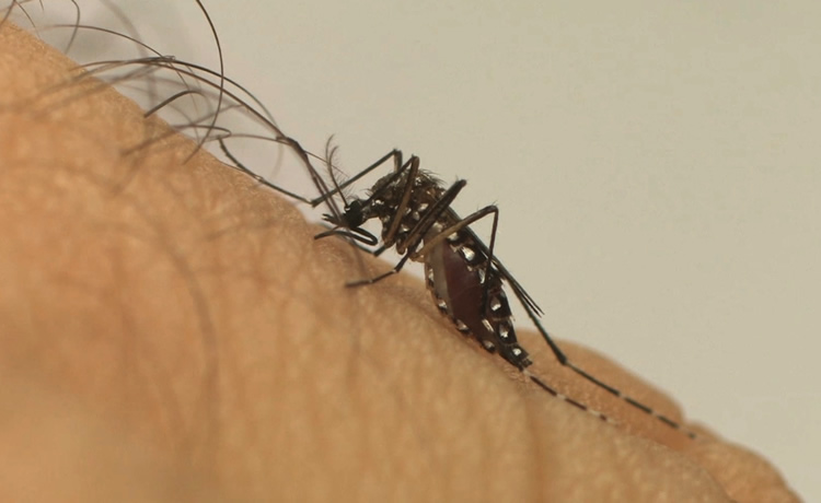 B: Photoporanga erklärt eine Dengue-Fieber-Epidemie