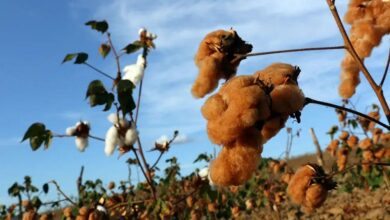 Estudos de melhoramento do algodão colorido iniciou há pelo menos 20 anos em SP, com o surgimento da variedade marrom, atualmente a mais procurada no mercado. Foto: Secretaria de Agricultura e Abastecimento