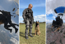 Cão da PM é o 1° a saltar de paraquedas em treinamento de intervenção tática em SP