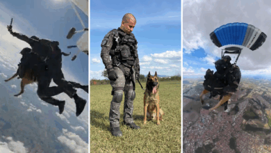Cão da PM é o 1° a saltar de paraquedas em treinamento de intervenção tática em SP