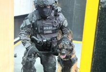 Cão da PM é o 1° a saltar de paraquedas em treinamento de intervenção tática em SP