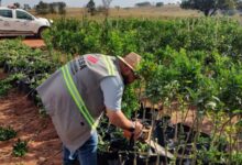 SP intensifica combate ao greening com novas resoluções