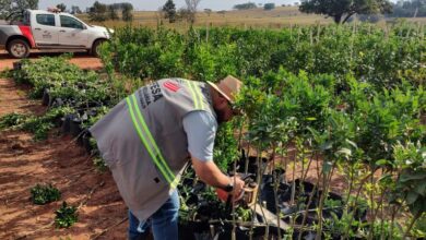 SP intensifica combate ao greening com novas resoluções