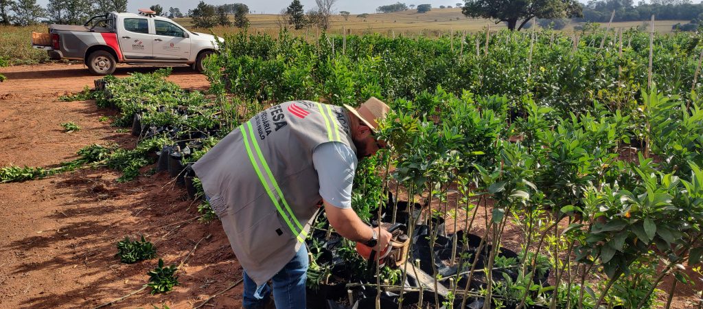 SP intensifica combate ao greening com novas resoluções