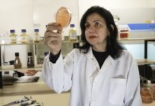 Mariangela Hungria no Laboratório de Biotecnologia do Solo da Embrapa Soja, em Londrina (PR).