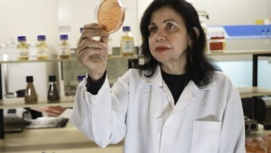 Mariangela Hungria no Laboratório de Biotecnologia do Solo da Embrapa Soja, em Londrina (PR).
