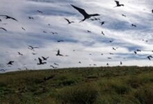 Estudo identifica presença de elementos tóxicos em aves marinhas