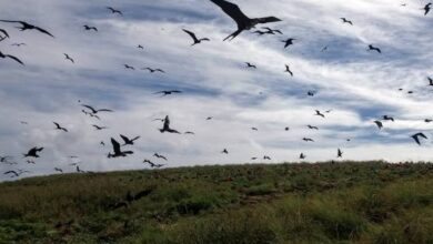 Estudo identifica presença de elementos tóxicos em aves marinhas