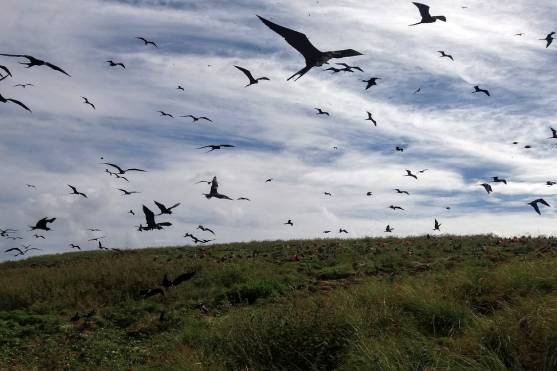 Estudo identifica presença de elementos tóxicos em aves marinhas