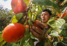 Exportações de caqui em SP crescem e ganham destaque na Europa e América do Norte
