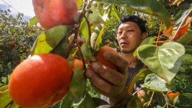 Exportações de caqui em SP crescem e ganham destaque na Europa e América do Norte