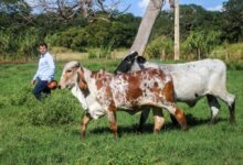 Governo de SP impulsiona melhoramento genético do gado leiteiro