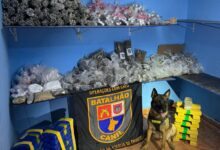 Cão farejador encontra ‘cofre’ da droga em casa de SP