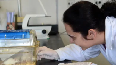 Testagem de novos fármacos e cosméticos é feita atualmente em animais