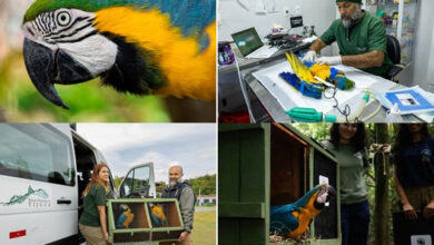 As aves, extintas na capital fluminense a mais de 200 anos, fazem parte de um projeto de reintrodução da espécie no Parque Nacional da Tijuca