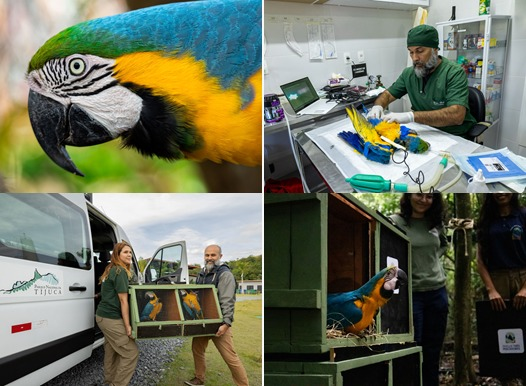  As aves, extintas na capital fluminense a mais de 200 anos, fazem parte de um projeto de reintrodução da espécie no Parque Nacional da Tijuca