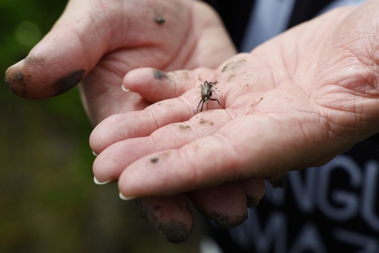 Bragança (PA), 12/06/2025 – Filhote de caranguejo em área de manguezal reflorestada pelo projeto Mangues da Amazônia, na Reserva Extrativista Marinha de Caeté-Taperaçu. Foto: Fernando Frazão/Agência Brasil