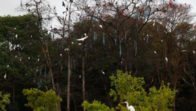 Bragan&ccedil;a (PA), 13/06/2025 &ndash; Guar&aacute;s, gar&ccedil;as e bigu&aacute;s no manguezal de Ajuruteua. Pr&oacute;ximo &agrave; Vila dos Pescadores, aves fizeram ninhos com res&iacute;duos de redes de pesca, na &aacute;rea da Reserva Extrativista Marinha de Caet&eacute;-Tapera&ccedil;u. Foto: Fernando Fraz&atilde;o/Ag&ecirc;ncia Brasil