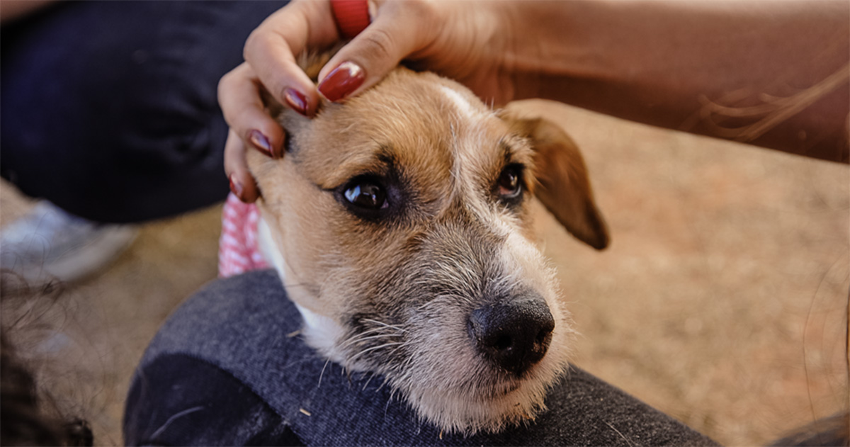 Anti-inflamatório produzido pela USP alivia dores em cães com artrose