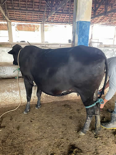 Uma das ações de maior sucesso da secretaria é o Programa de Melhoramento Genético para a pecuária leiteira