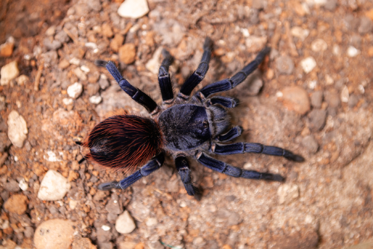 O que alergia de aranha tem a ver com as lesões de herpes-zóster? Instituto Butantan responde